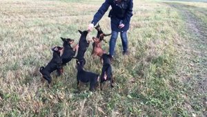 Цвергпинчеры. Прыжки