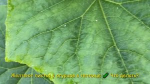 Желтеют листья у огурцов в теплице ? как решить проблему быстро и только натуральными средствами