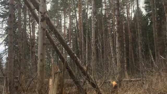 Последствия Урагана, Московская область. Жаворонки смотреть онлайн