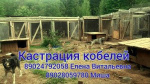 наши кобельки