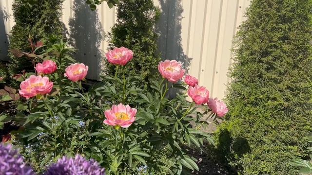 Сравнение: пион Pink Hawaiian Coral и пион Coral Sunset смотреть онлайн