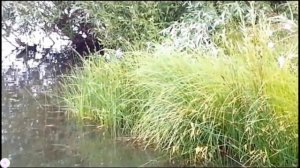 Клоп водомерка