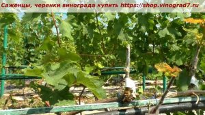 Прививка винограда- когда снимать обвязку с прививки? Пузенко Наталья Лариасовна