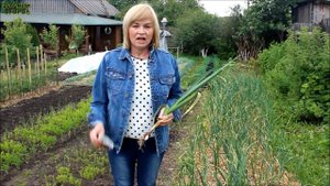 Что нужно сделать за МЕСЯЦ до уборки урожая ЧЕСНОКА! Советы от ЗЕЛЕНОГО ОГОРОДА!