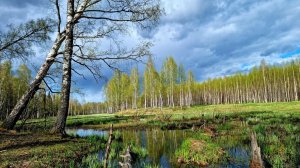 Yoll's добрый stream из Совиного дола. Навещаем кабана Анжелу на лесной речке