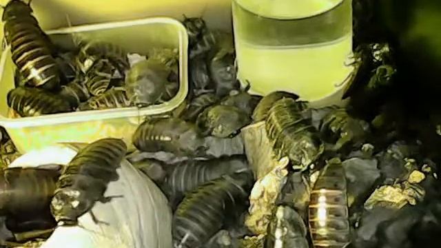 Мадагаскарские шипящие тараканы Gromphadorhina   кормление 5
