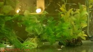 Уход и кормление мальков скалярии. Аквариумные рыбки. Аквариумистика.