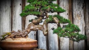 Как выбрать горшок для бонсай