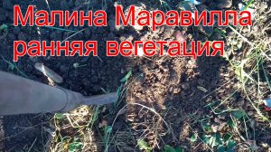 Малина Маравилла, ранняя вегетация в феврале!