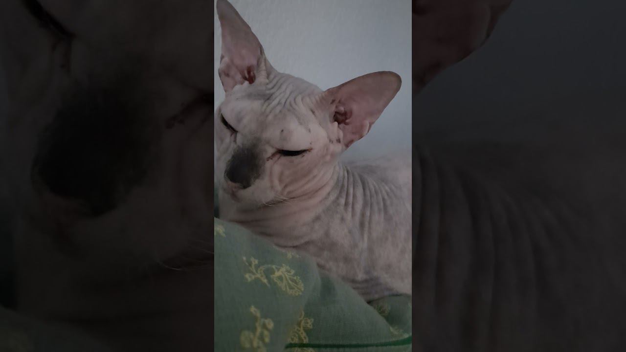 Алекса балдеет смотреть онлайн