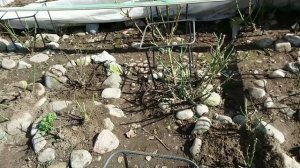 УХОД за РОЗАМИ весной. Обрезка роз