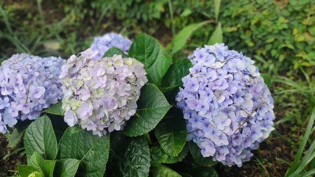 Beautiful Hydrangae Flowers in Kundasang смотреть онлайн