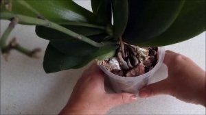 Что делать с орхидеей после покупки?