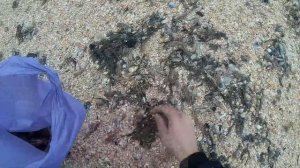 Собираем дары Азовского моря после шторма