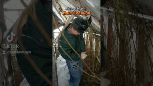 Лаборатория Ивы Славной: Навестили зимующую ивочку (09.02.2024)