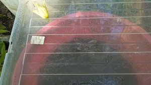 КОМБИНИРОВАННОЕ ЧЕРЕНКОВАНИЕ МЕТЕЛЬЧАТЫХ ГОРТЕНЗИЙ- МЕТАЛЛИКА..ПИНКАЧУ И ПОЛЕСТАР.