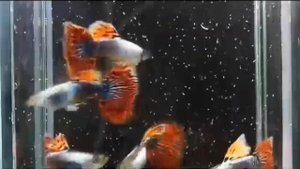 Гуппи советы, хитрости, кормление