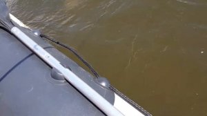 Рыбалка СОМ 80кг 230см Герасимовка 07 2020г