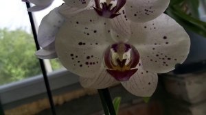 Искупай ОРХИДЕИ этим ДОСТУПНЫМ СПОСОБОМ и КОРНИ красотки РАСКУКЛЯТ ОКРЕПНУТ и ЗАЦВЕТУТ