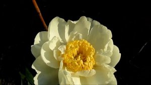 Голд Стандарт. Gold Stendart. Пион с японской формой цветка.