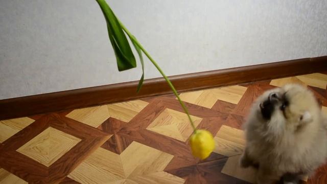 Кремовые шпицы, щенки, 2 месяца