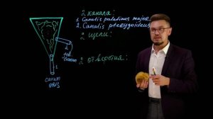 Крыловидно-нёбная ямка