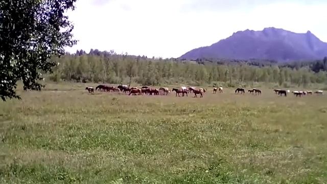 В летний зной кони бегут на водопой смотреть онлайн