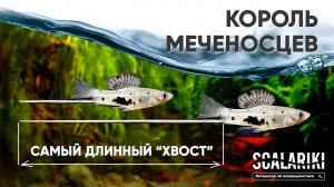 Короли меченосцев. Самый длинный хвост. #Меченосец монтесумы / Xiphophorus montezumae