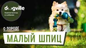 Немецкий Малый Шпиц - О породе - Выбор щенка
