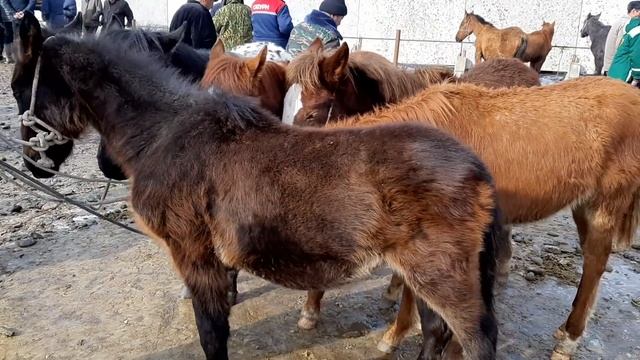 Улака даяр аттар тел. ном. менен. Тай. уй ж.б Рынок скота. Ош. Учкун. 06.01.2019 г. смотреть онлайн