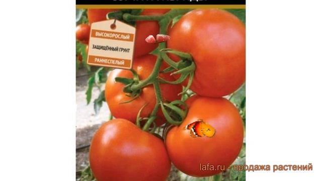 Томат обыкновенный Океан F1 (okean f1) ? томат Океан F1 обзор: как сажать семена томата Океан F1 смотреть онлайн