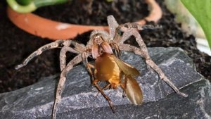 Feeding my Brazilian Wandering Spider (Phoneutria nigriventer)