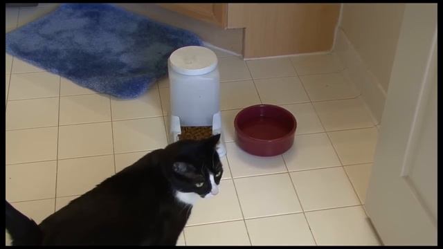 Spay/Neuter: What to Watch Out For - 4 of 4 смотреть онлайн