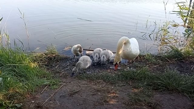 Славянск. 10 июня 2022г. смотреть онлайн