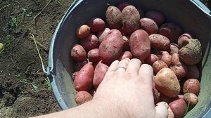 Урожай картофеля из пятёрки. Копаем картошку.
