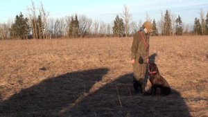 Дрессировка курцхаара в поле. Возраст - 11 месяцев.