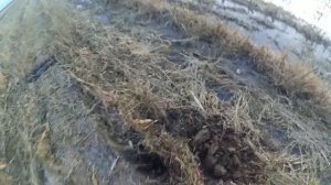 ОХОТА на КРЯКВУ🦆 на кукурузном поле.