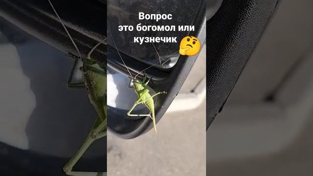 вопрос, это богомол или кузнечик ??