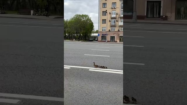 Мама-утка переводит птенцов через дорогу