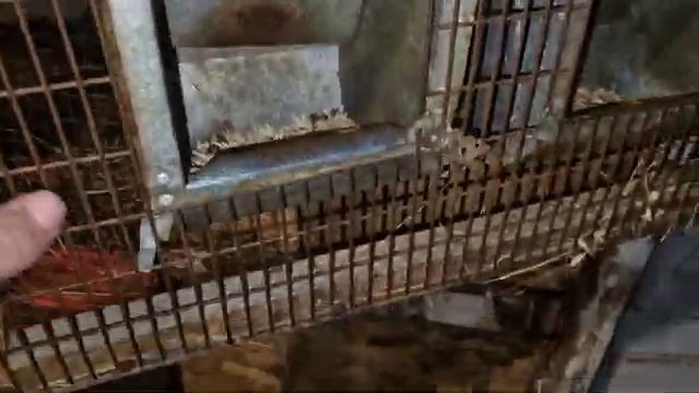 Як кріпляться кормушки) Полтавське срібло #животные #кролики смотреть онлайн