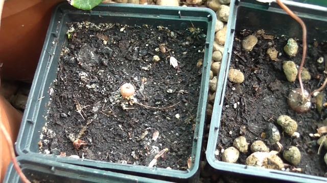 Видовые цикламены в конце весны смотреть онлайн