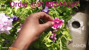 നാടൻ double petunia plants for sale✌️