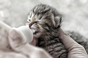 Как выкормить подсосного котенка оставшегося без мамы #образовательная_рубрика #кормлениекотенка