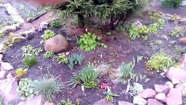 Мой весенний сад. Цветение первоцветов. 07.05.21 г.