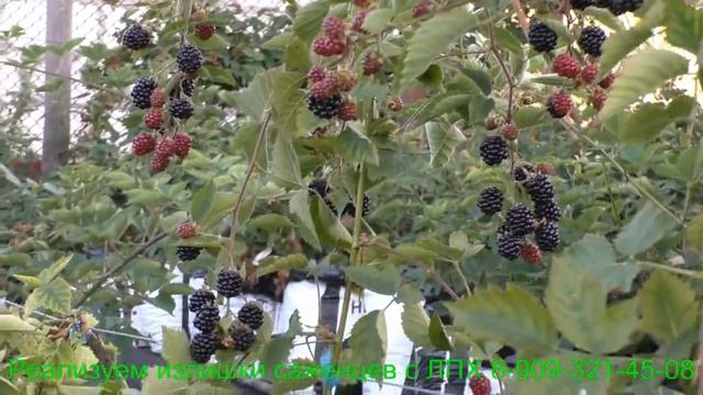 Ежевика сорт Лох Тей смотреть онлайн