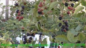 Ежевика сорт Лох Тей