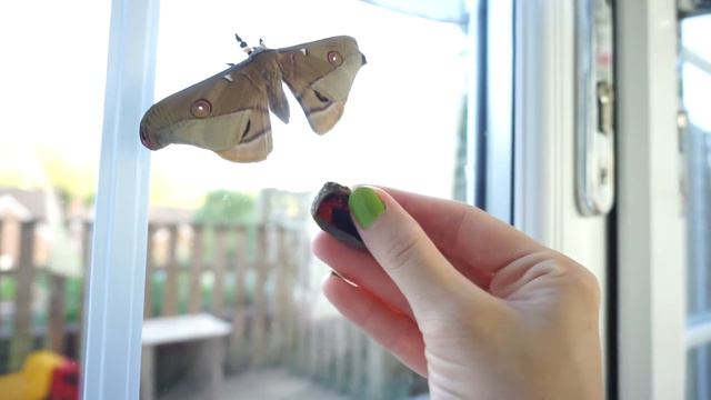 АВСТРАЛИЙСКИЙ МОТЫЛЕК Opodiphthera Eucalipti Emperor Gum Silkmoth Mark and Leo