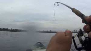 Река Днепр ,  сом 10+++. Рыбалка с КАЯКА, каное, байдарки .