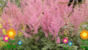 Астильба китайская Спортлайт. Краткий обзор, описание характеристик astilbe chinensis Spotlight