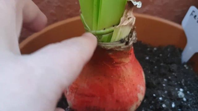 Ferrari hippeastrum смотреть онлайн